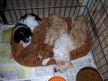 AKC Toy, Tiny Toy & Teacup Poodles