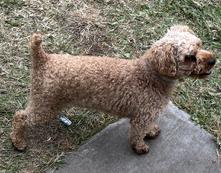 Toy Tiny Toy Teacup and Pocket size AKC Poodle Puppies