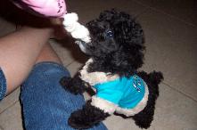 AKC Teacup poodle Puppy