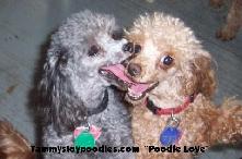 AKC Teacup Poodles kissing :)