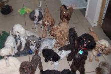 AKC Toy, Tiny Toy & Teacup Poodles