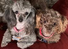 Toy Tiny Toy Teacup and Pocket size AKC Poodles