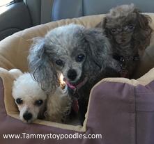 Toy Tiny Toy Teacup and Pocket size AKC Poodles