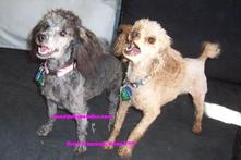 AKC Tiny Toy & Toy Poodle