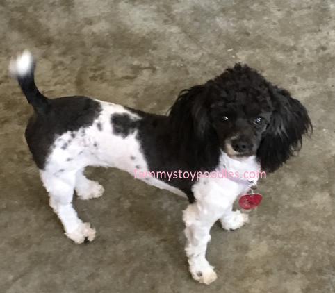 Toy Tiny Toy Teacup and Pocket size AKC Poodle Puppies