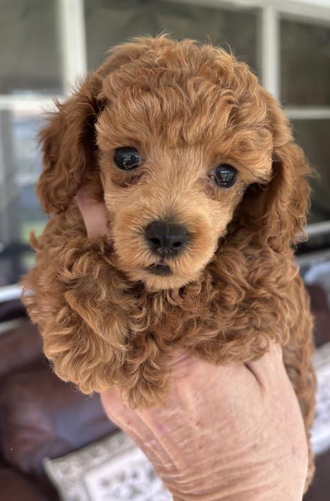 Toy Tiny Toy Teacup and Pocket size AKC Poodle Puppies