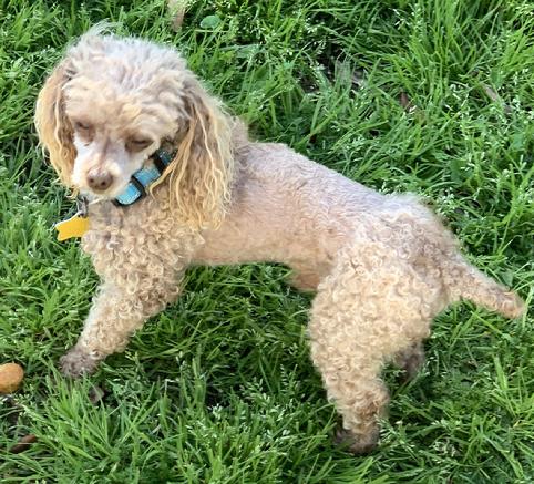 Toy Tiny Toy Teacup and Pocket size AKC Poodle Puppies