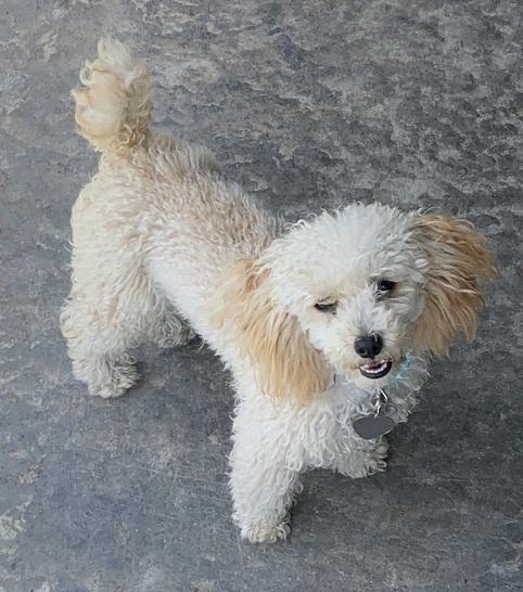 Toy Tiny Toy Teacup and Pocket size AKC Poodle Puppies