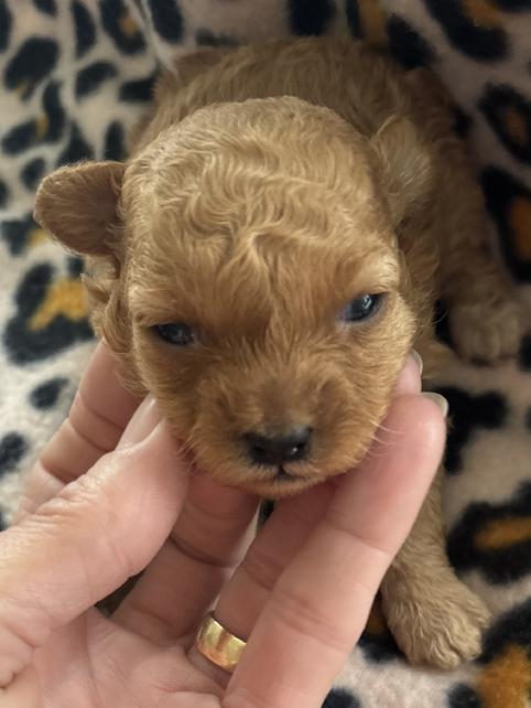 Toy Tiny Toy Teacup and Pocket size AKC Poodle Puppies