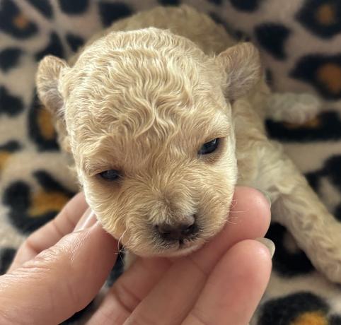 Toy Tiny Toy Teacup and Pocket size AKC Poodle Puppies