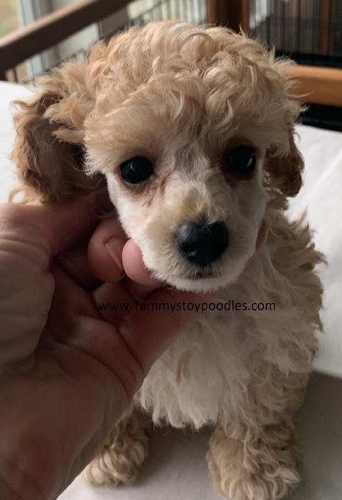 Standard Toy Tiny Toy Teacup and Pocket size AKC Poodle Puppies