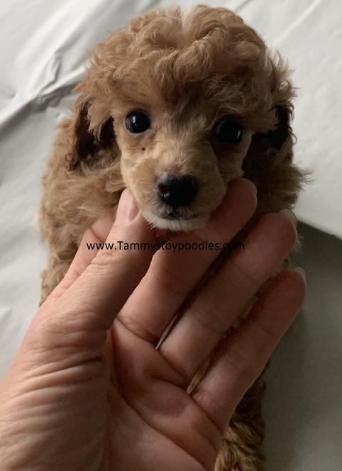 AKC Standard, Toy, Tiny Toy, Teacup and Pocket size poodle puppies