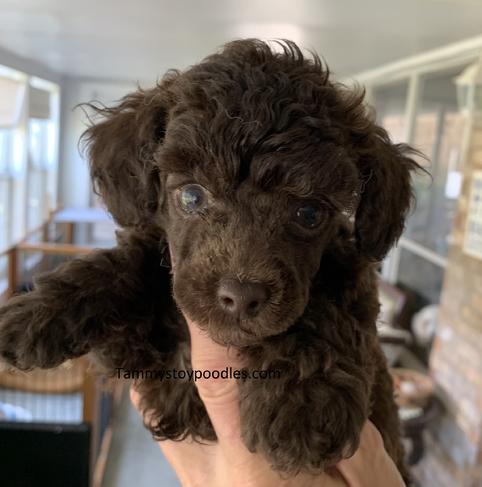 Toy Tiny Toy Teacup and Pocket size AKC Poodle Puppies