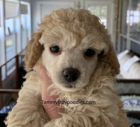 Toy Tiny Toy Teacup and Pocket size AKC Poodle Puppies