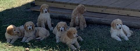 AKC Standard Poodle Puppies