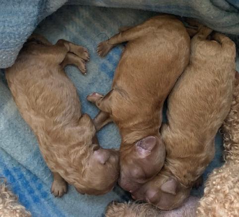 Toy Tiny Toy Teacup and Pocket size AKC Poodle Puppies